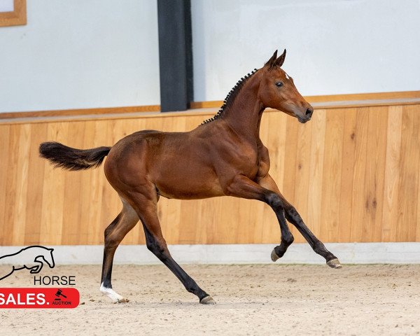 Zuchtstute Elyounoussi Siraxta Z (Zangersheide Reitpferd, 2023, von Eldorado van de Zeshoek)
