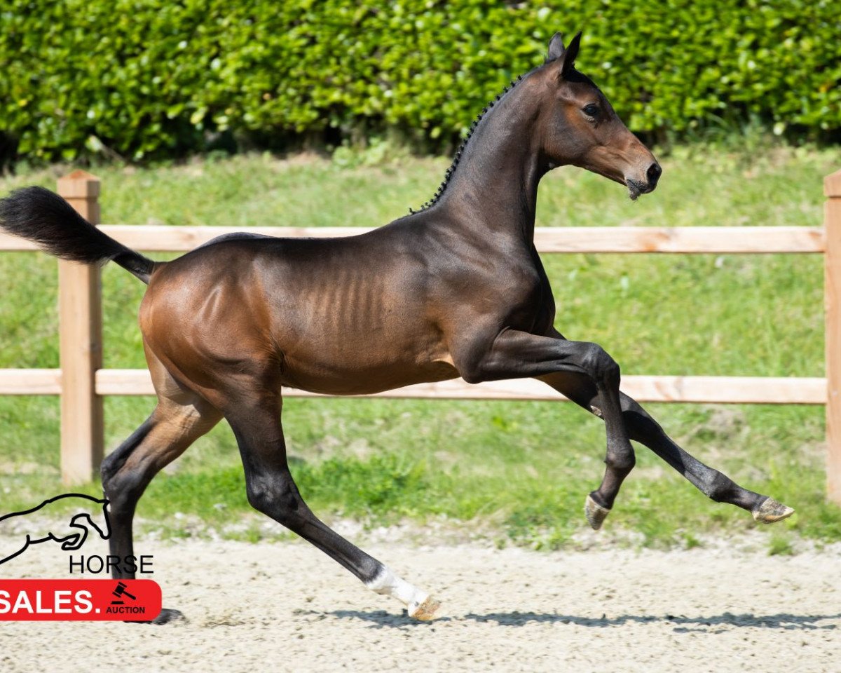 Deckhengst Coutinho Siraxta Z (Zangersheide Reitpferd, 2021, von Cornet Obolensky)