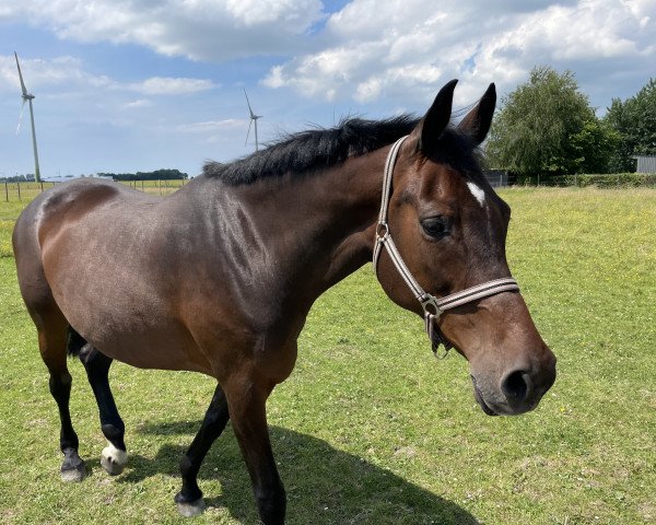 broodmare Zara (Holsteiner, 2007, from Cristo)