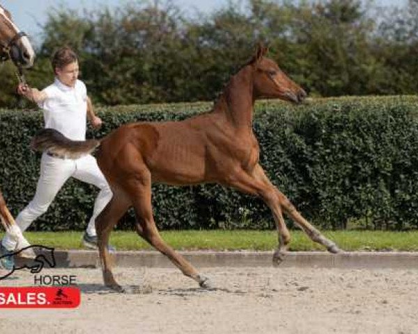 broodmare Trezeguet Siraxta Z (Zangersheide riding horse, 2020, from Toulon)