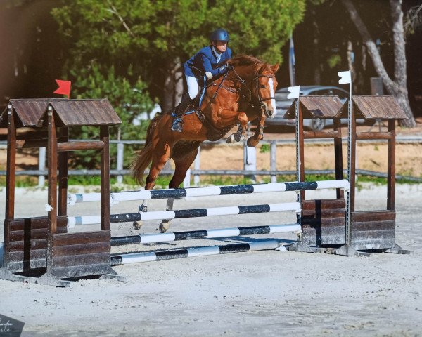 Pferd Siraxta Suarez (Irish Sport Horse, 2016, von Sandro Boy)