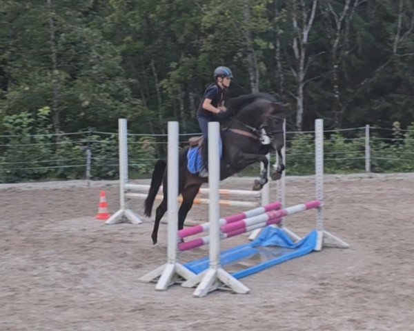 Deckhengst Najazzo O (Deutsches Reitpony, 2018, von Nadir vom Splitting WE)