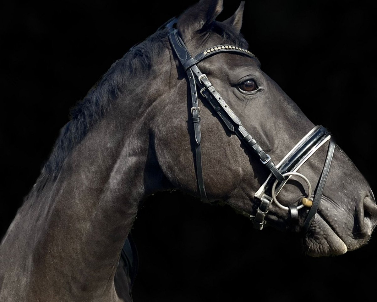 dressage horse Der Prinz 6 (Hanoverian, 2012, from Duke Ellington)