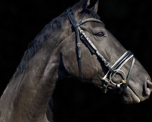 dressage horse Der Prinz 6 (Hanoverian, 2012, from Duke Ellington)