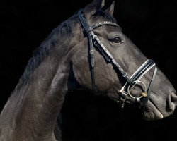 dressage horse Der Prinz 6 (Hanoverian, 2012, from Duke Ellington)