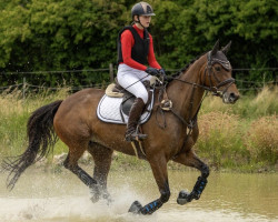 broodmare Sweet Cinderella Gw (Hanoverian, 2014, from Silvio I)