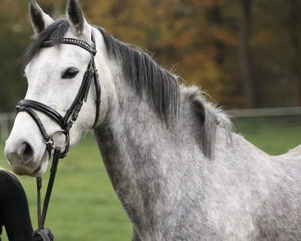 jumper Minerva's Coco LS (German Riding Pony, 2018, from Cracher)