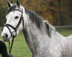 jumper Minerva's Coco LS (German Riding Pony, 2018, from Cracher)