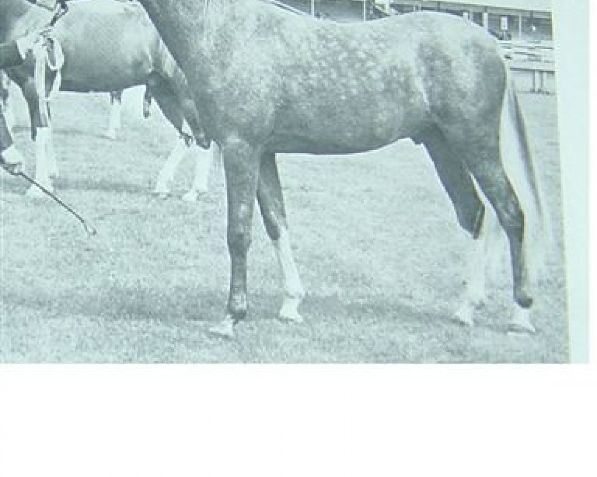 stallion Crystal King ox (Arabian purebred, 1969, from Indian King ox)