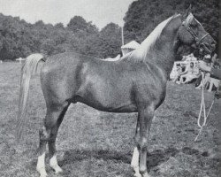 stallion Kossak ox (Arabian purebred, 1960, from Rushti ox)
