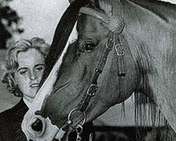 Stallion K of K ox (Purebred Arabian, 1957, from Kasimdar ox)