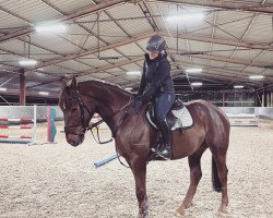 Springpferd Hamilton du Haut du Roy Z (Zangersheide Reitpferd, 2017, von Hugo Gesmeray)