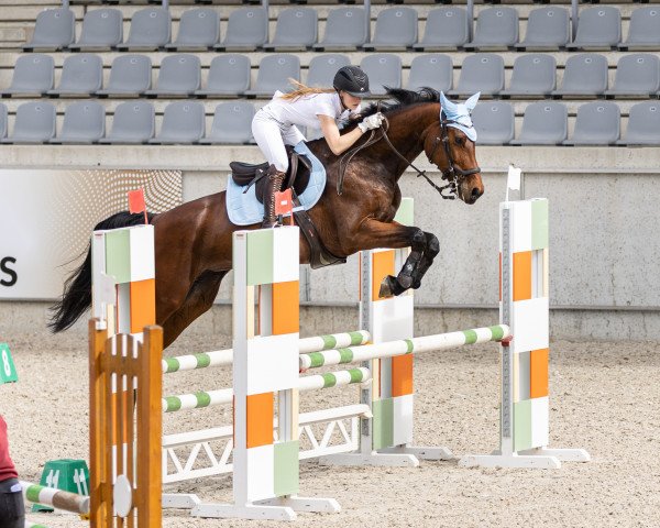 Springpferd Pmh Giordesse (Westfale, 2016, von De Quidam)
