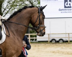 Cavallo da Dressage Dancing Daiquiri (Hannoveriano, 2018, di Desperado)