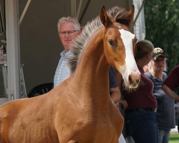 horse Oakley (Holsteiner, 2021, from Amber 119)