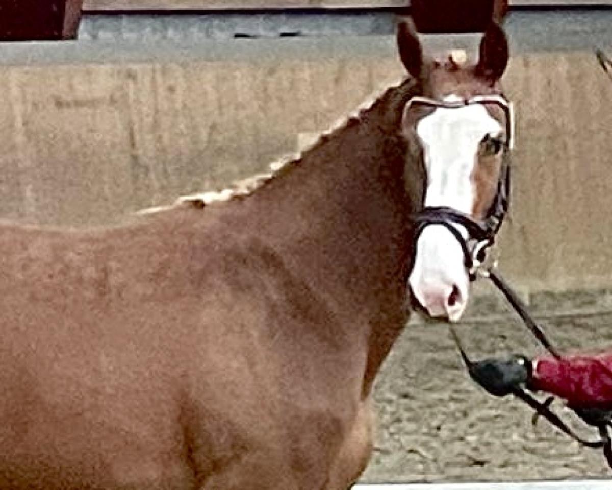 Broodmare Tokyo (Holsteiner, 2020, from Tangelo van de Zuuthoeve)