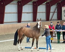 broodmare Nimali (Holsteiner, 2020, from Million Dollar)