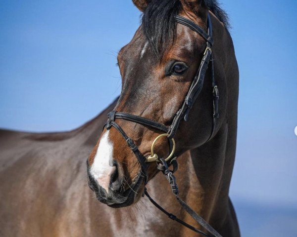 Springpferd Clintheart (Westfale, 2013, von Clinton)