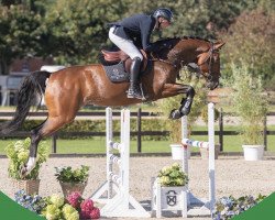 Springpferd Fantasia 149 (Holsteiner, 2019, von Fantasio 8)