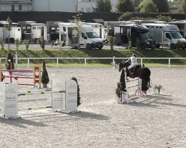 Pferdesporttage Bülach 2021