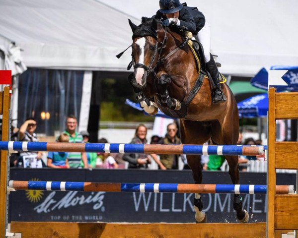 broodmare Cera von Aarhof (Swiss Warmblood, 2005, from Cheenook)