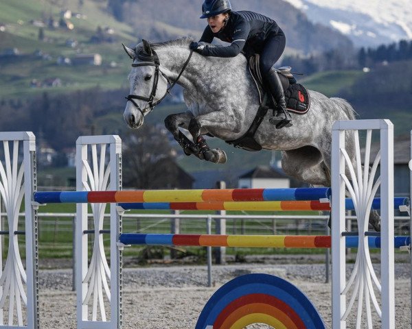Springpferd Ninette (Schweizer Warmblut, 2014, von Numero Uno)