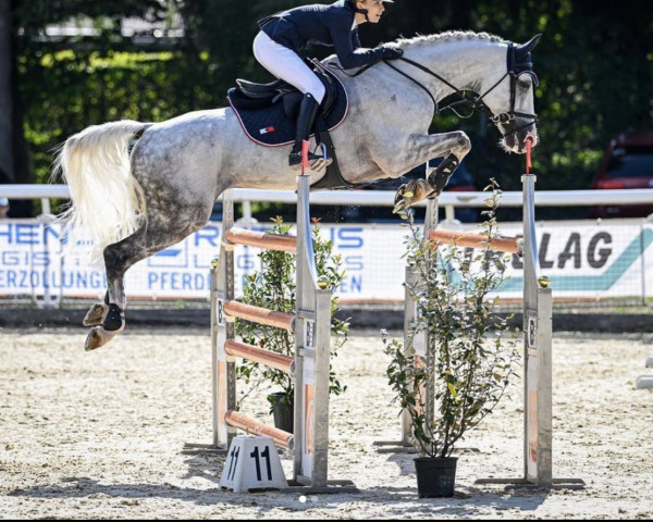 jumper Acolino (German Sport Horse, 2011, from Acodetto I)