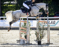 jumper Acolino (German Sport Horse, 2011, from Acodetto I)