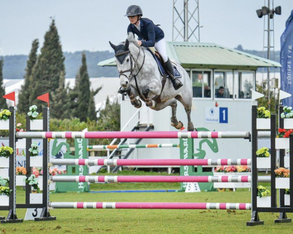 jumper Celine Rbf Z (Zangersheide riding horse, 2015, from Cape Coral Rbf Z)
