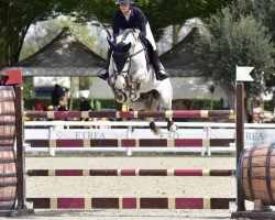 jumper Nestor Vdr (Belgian Warmblood, 2013, from Houston)