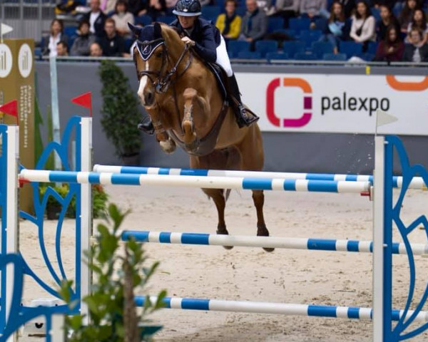 jumper Julia's Diamond Princess (Hanoverian, 2009, from Fürst Nymphenburg)