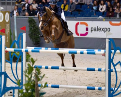 jumper Julia's Diamond Princess (Hanoverian, 2009, from Fürst Nymphenburg)