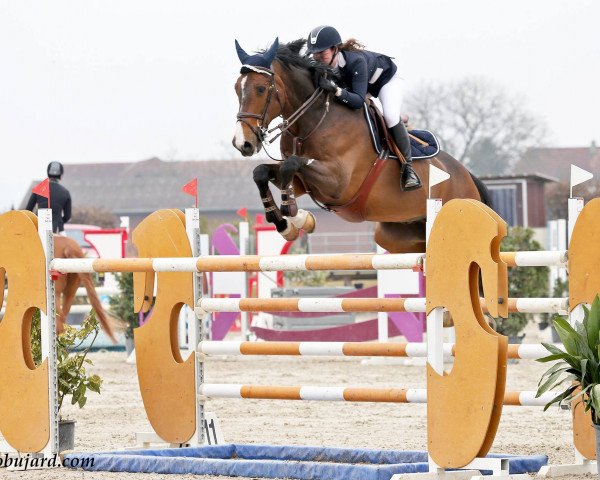 jumper Maestro du Gonge (Selle Français, 2000, from Fétiche du Pas)