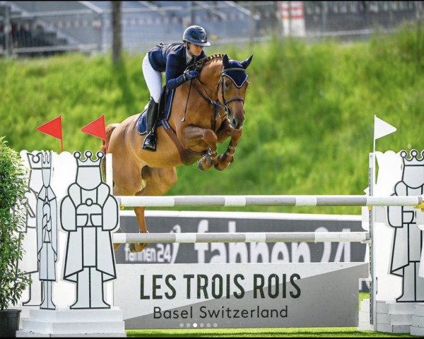jumper Hotaowa de La Tourelle (Belgian Warmblood, 2013, from Centurio 22)
