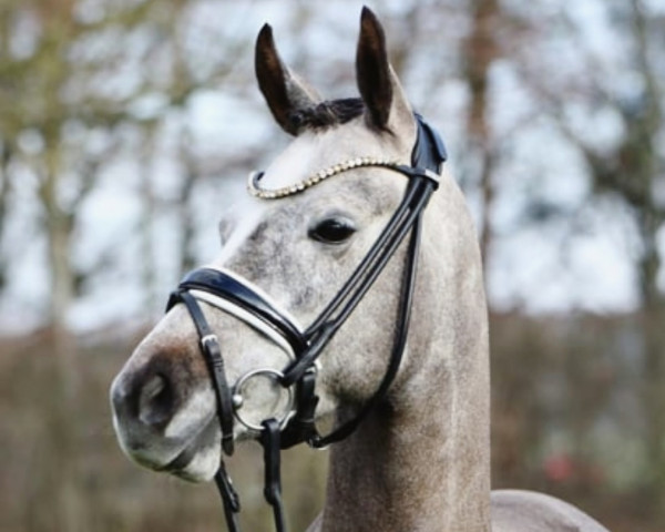 dressage horse Blinding Light (German Riding Pony, 2019, from Blind Date At)