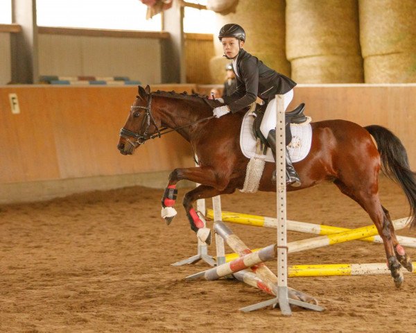 dressage horse Oleander (German Riding Pony, 2007, from Orlando 270)