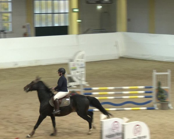 Springturnier Stadl Paura 2023