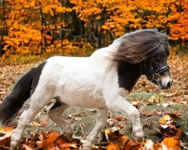 Deckhengst Einstein vom Ollengrund (Shetland Pony (unter 87 cm), 2020, von Krummhörn`s Elmar)