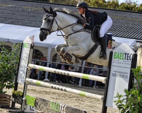 jumper Bacardi 263 (Zangersheide riding horse, 2014, from Bacardi-Rhum de Muze)