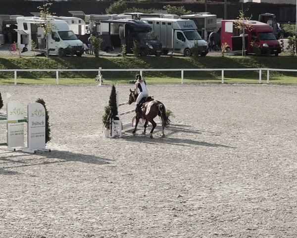 Pferdesporttage Bülach 2021