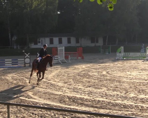 Reitturnier Lgl.-Oberhain, B95 2021