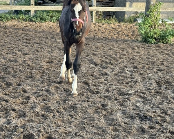 horse Campina Grande V (Oldenburg show jumper, 2023, from Central Park 6)