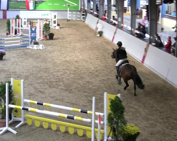 Reitturnier Legden | Ponyturnier 2023