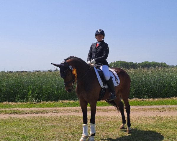 dressage horse Feeling Allright (Westphalian, 2016, from Franziskus FRH)