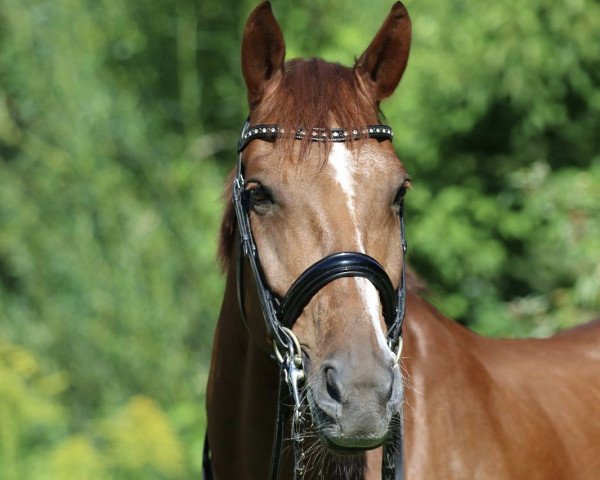 Dressurpferd Silvano-Gold (Oldenburger, 2008, von Serano Gold)