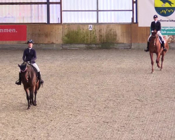 Reitturnier Großenwiehe 2023