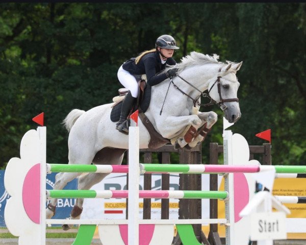Springpferd Quilano RVL Z (Zangersheide Reitpferd, 2012, von Quintender 2)