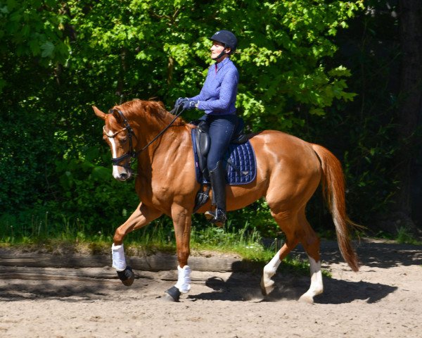 dressage horse Aloha 14 (Rhinelander, 2018, from Ac-Dc 4)