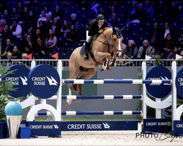 jumper Balasco de L'Abbaye (Selle Français, 2011, from Ugano Sitte)