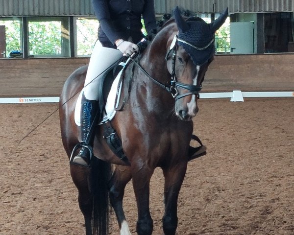 jumper Stoltenberg (Hanoverian, 2016, from Stanley)